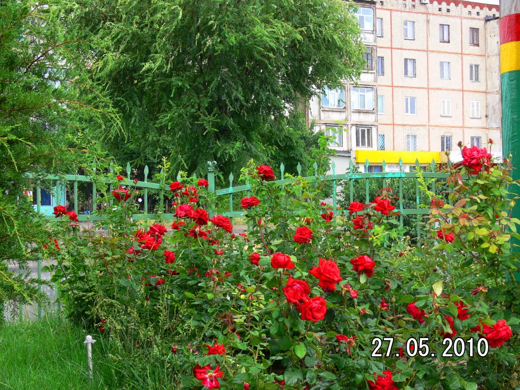 РОЗЫ