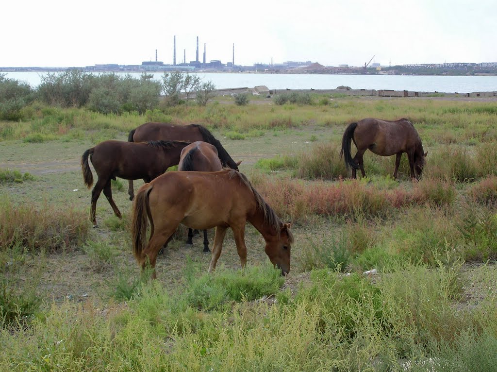 Horses with Lake Balkhash and Industry in the Backgound