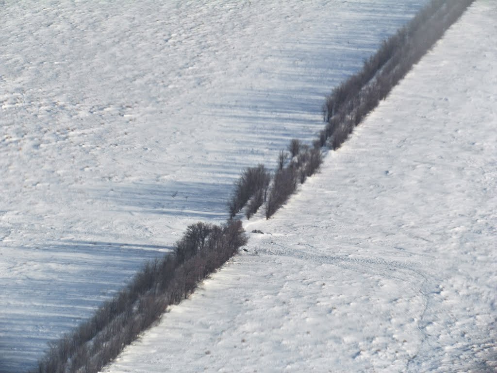 Woodland belt / Лесополоса