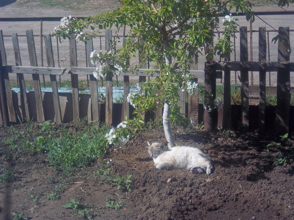 кошка Маня и яблоня