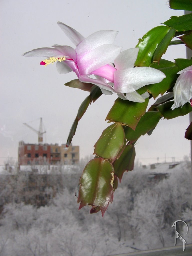 The summer at my windowsill