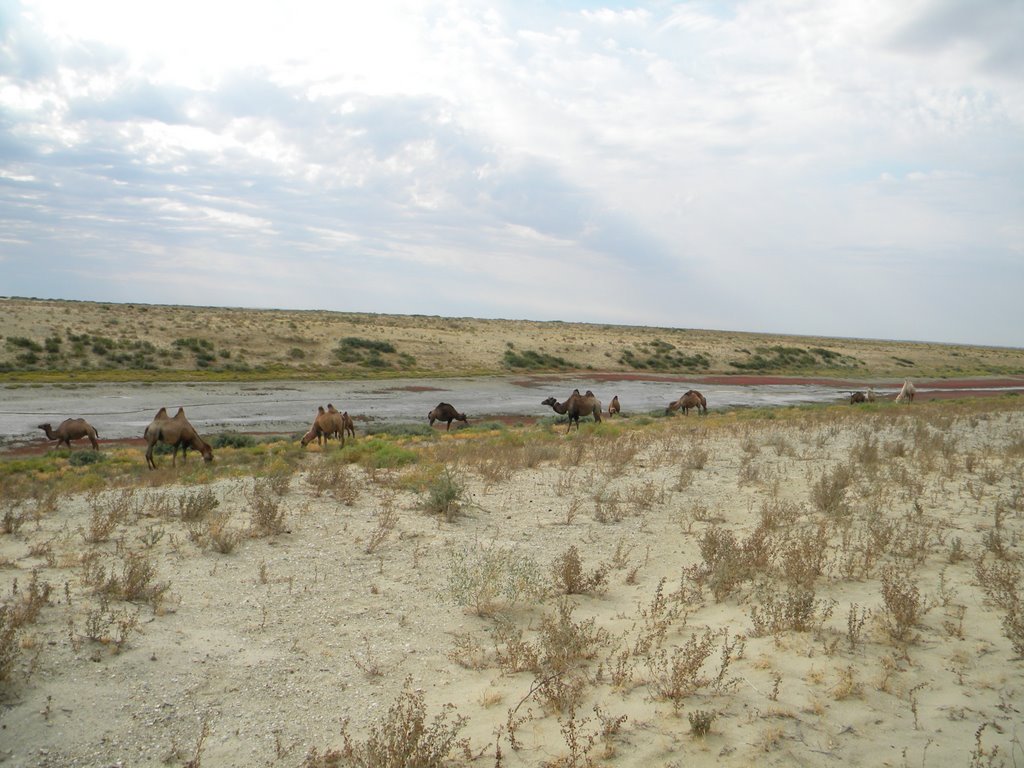 тут было "Аральское море"