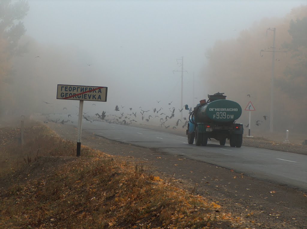 Flock of Crows Стая ворон