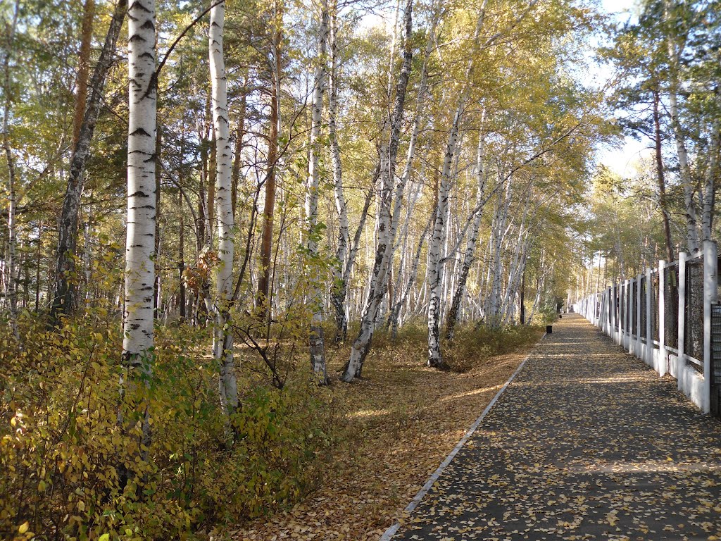 Аллея зоопарка (Path in the Zoo)