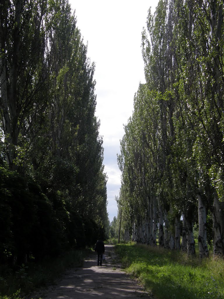 тополиная аллея