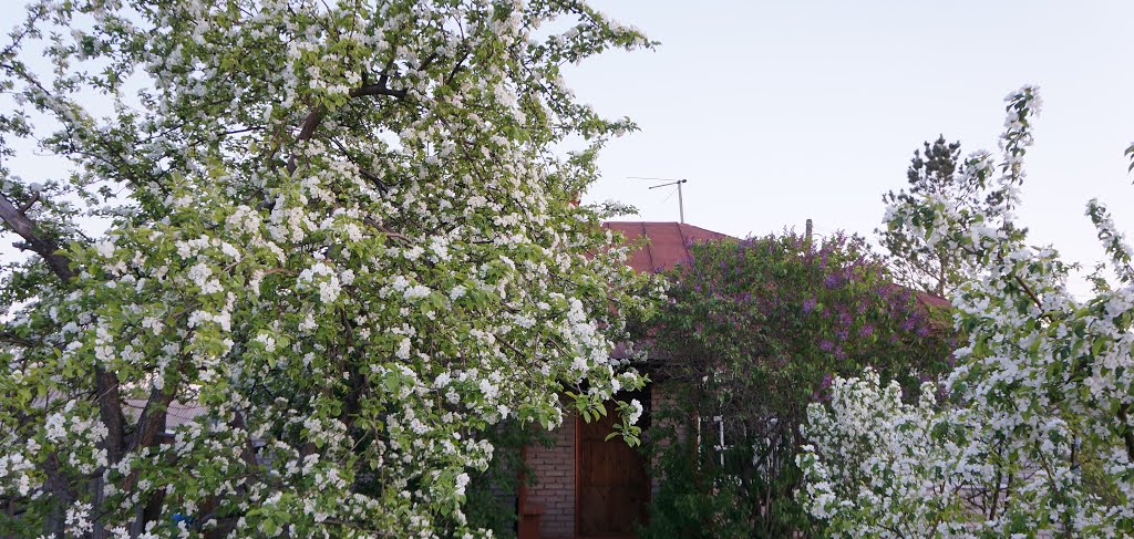 Сад, Шакеева 74, Красный Яр