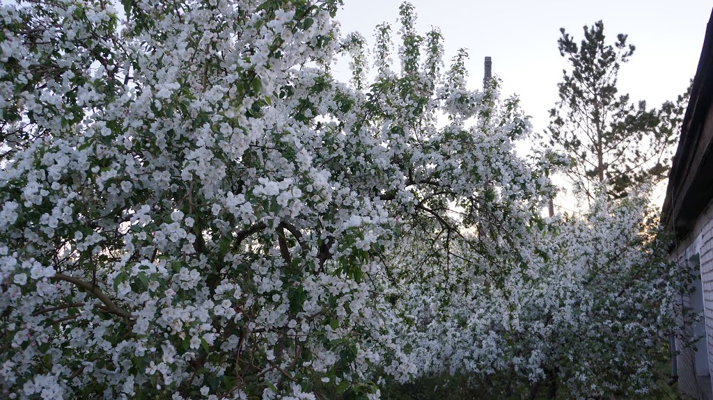Деревья, Шакеева 74, Красный Яр
