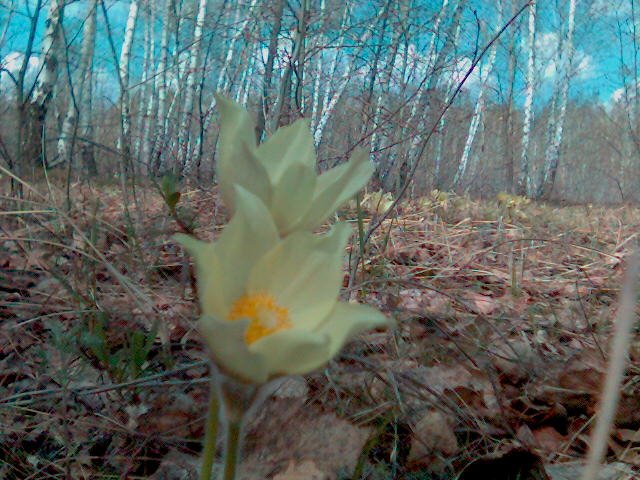 Spring!