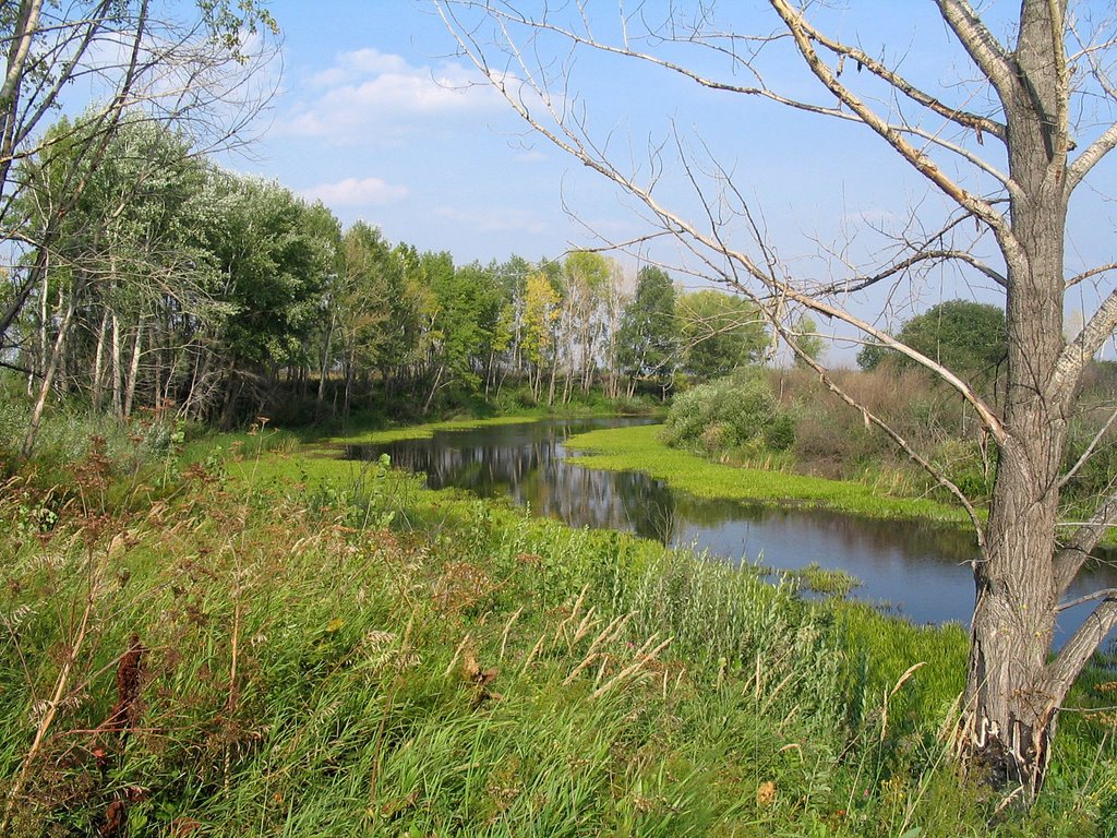 Старица