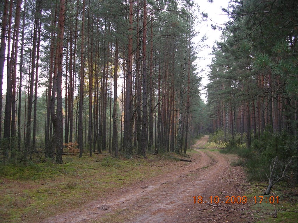 Лясная дарога