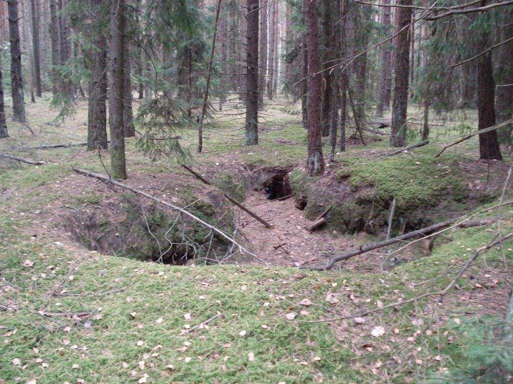 Яма з 3 лісінымі норамі