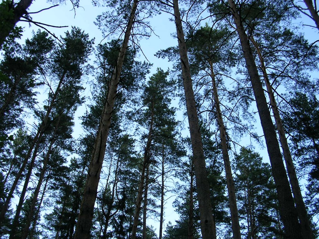 Лес
