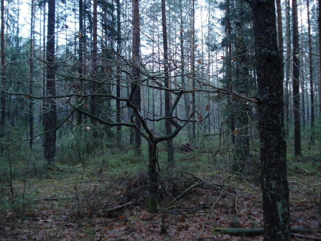 Дуб-парасон