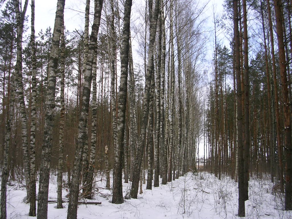 Бярэзьнік