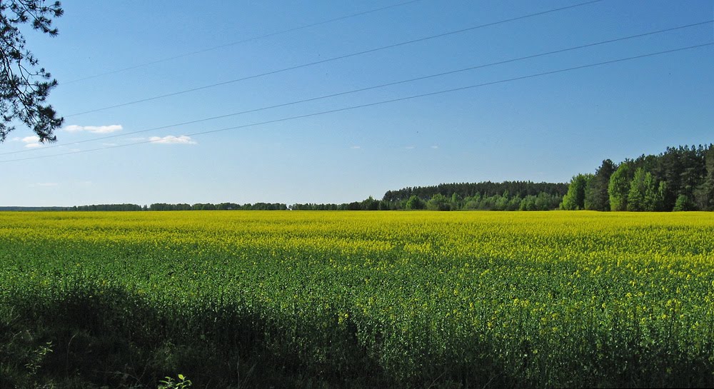 Поле каля Ўзды