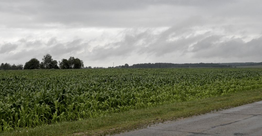 corn field