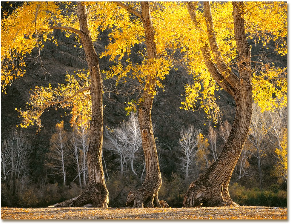 Dancing poplars.