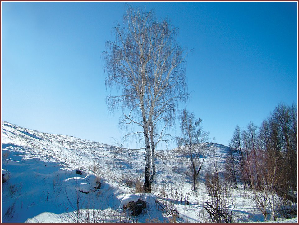 Берёзка