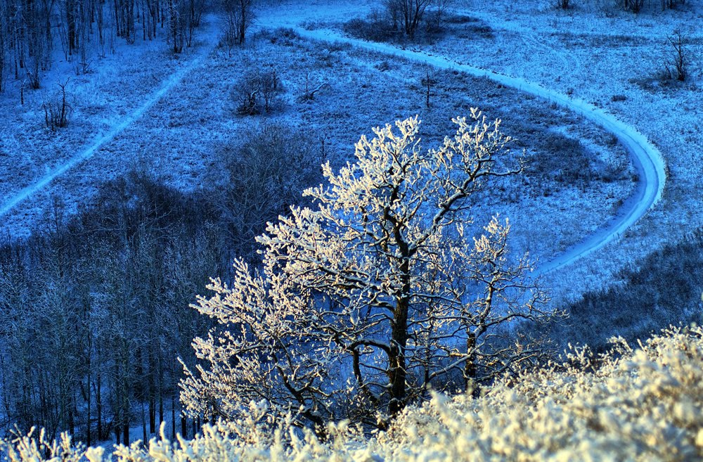 Зимний этюд с инеем / Winter etude with hoarfrost.