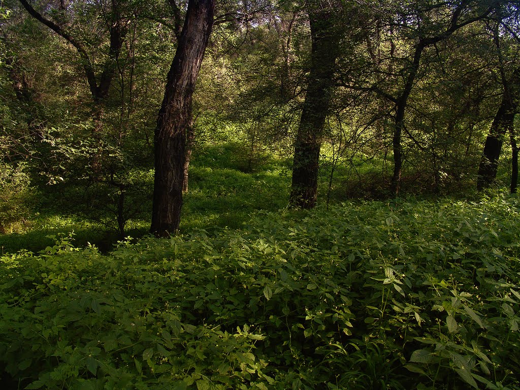 полянка, дерева, роща Баума