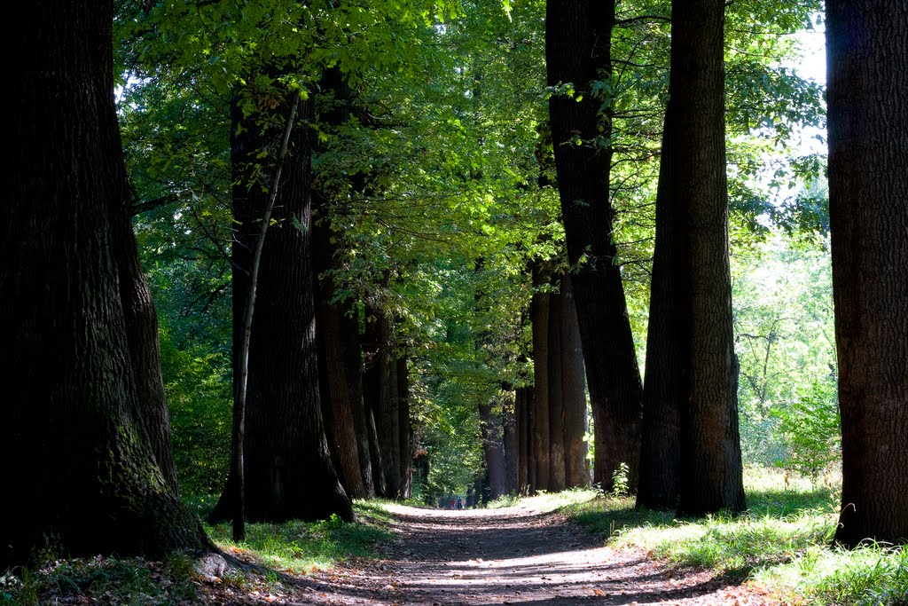 Baums Grove, oak alley