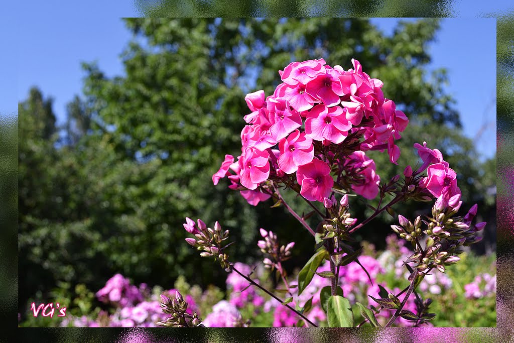 Phlox Paniculata