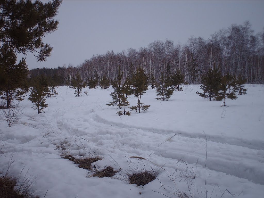 Сосны