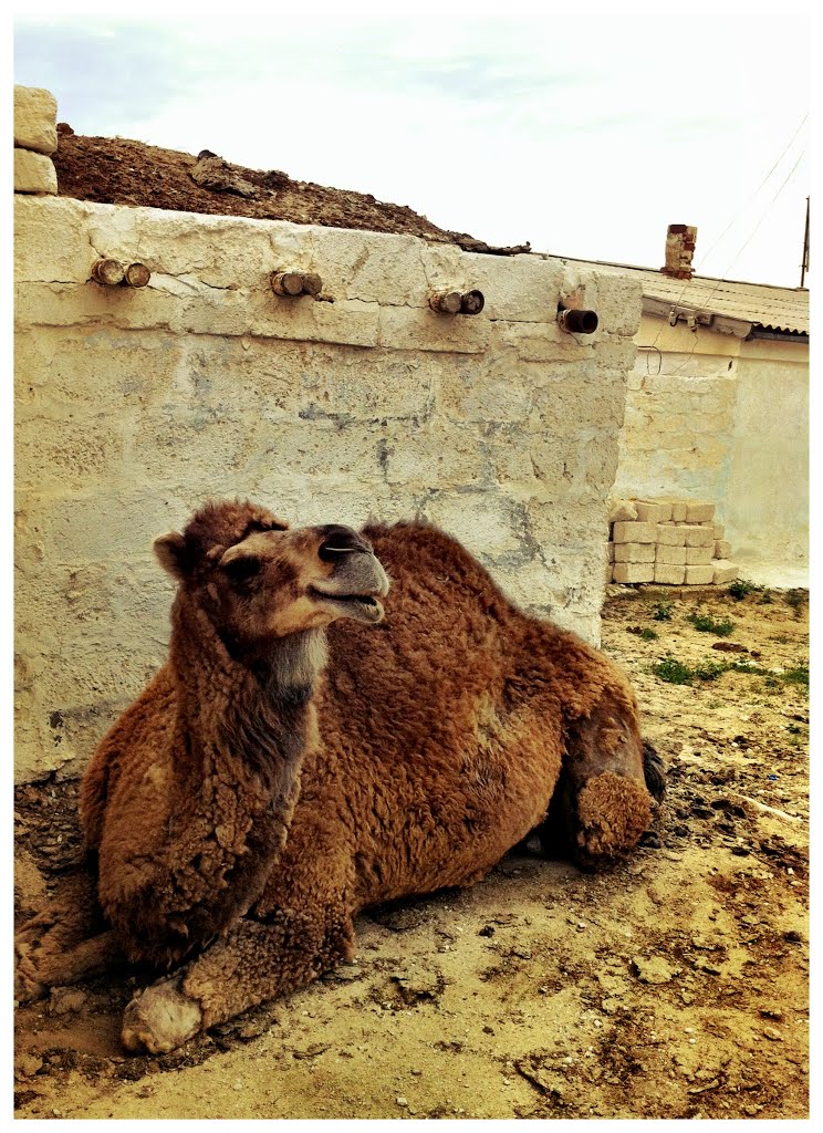 Bautino Camel