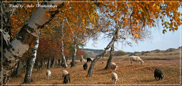Autumn. Birch wood.