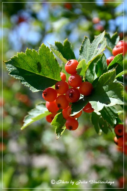 Hawthorn fruits