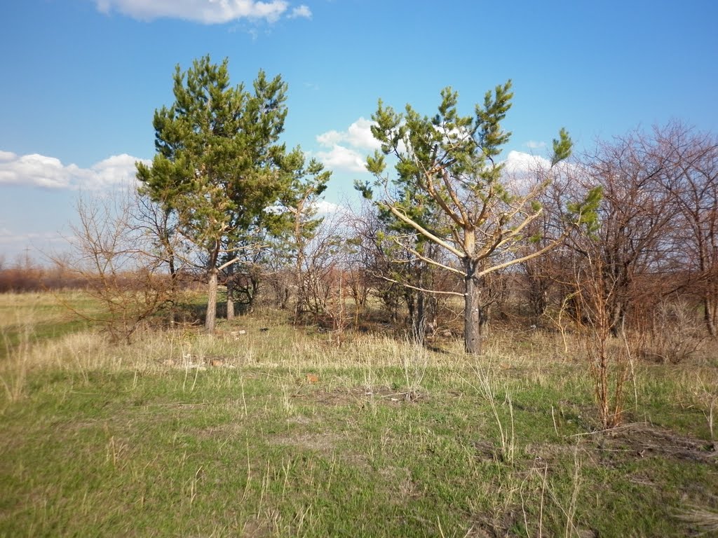 Сосны