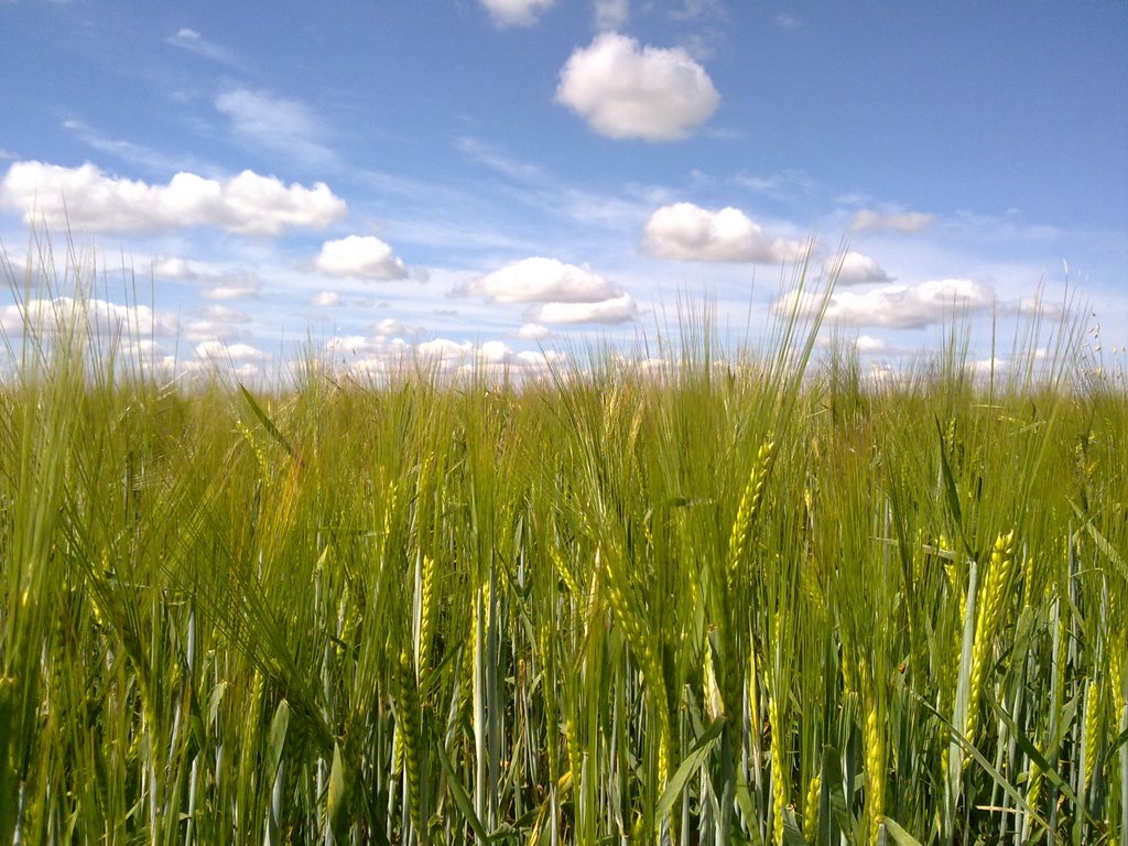 Пшеничное поле..