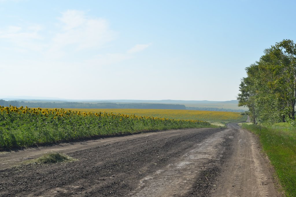 Поля подсолнуха