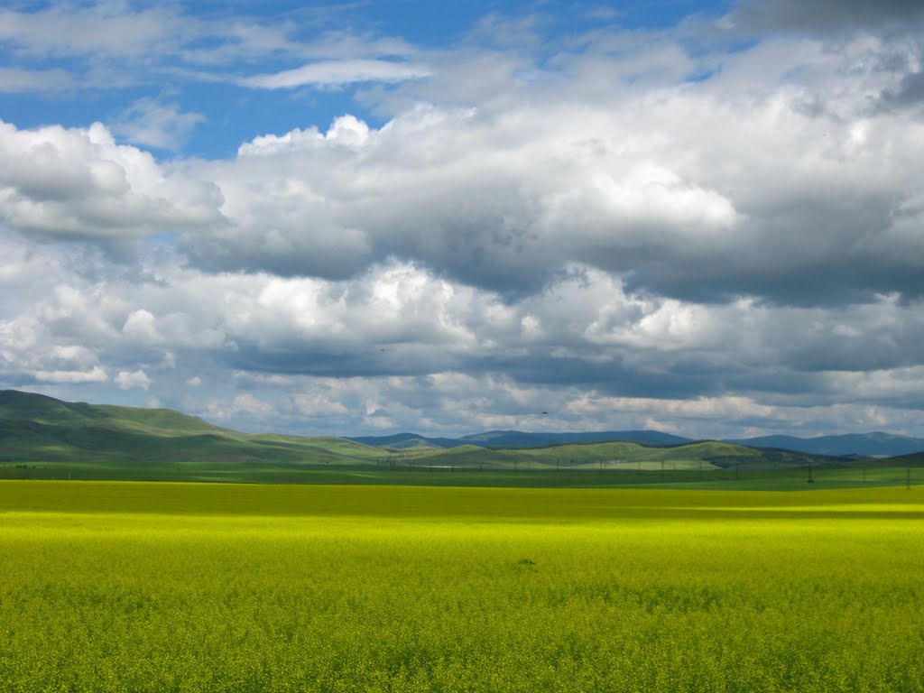 Рапс в цвету (июль 2010г)