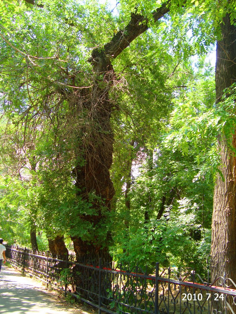 Карагач