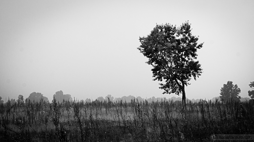 The Tree