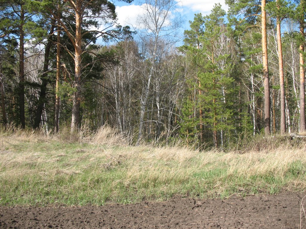 Лес за Балкашкой