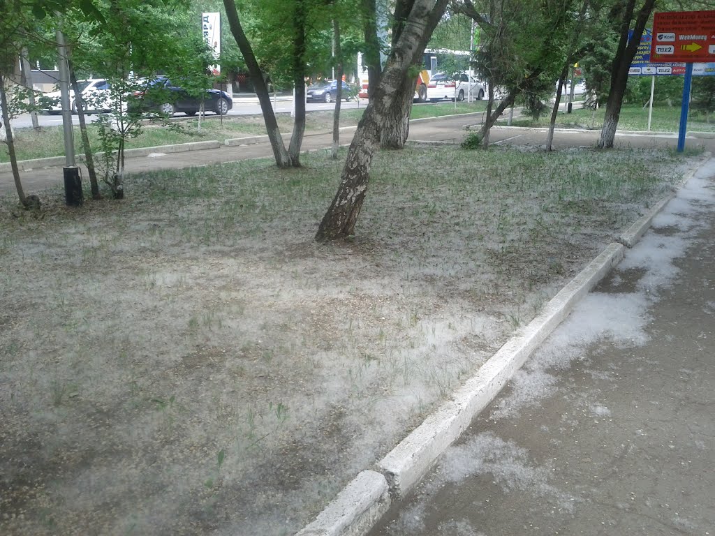 Тополиный пух Кокшетау