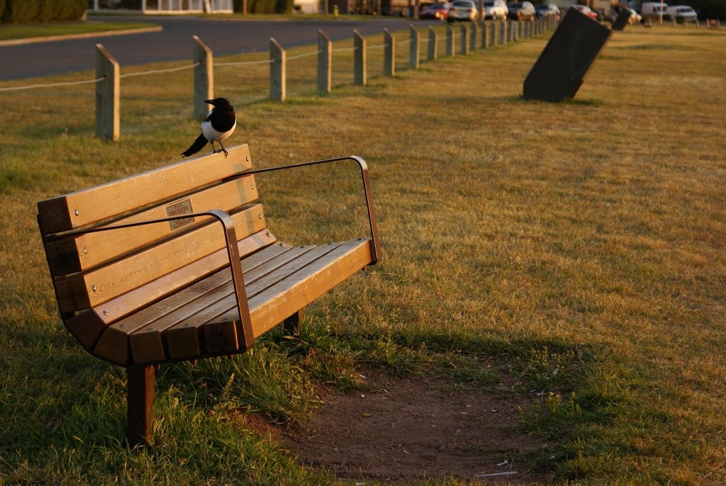 Magpie at sunset