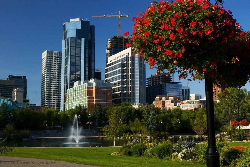 A flowers life in Calgary