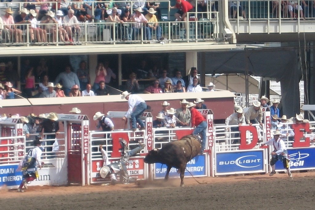 Calgary Stampede - Thrown bull rider