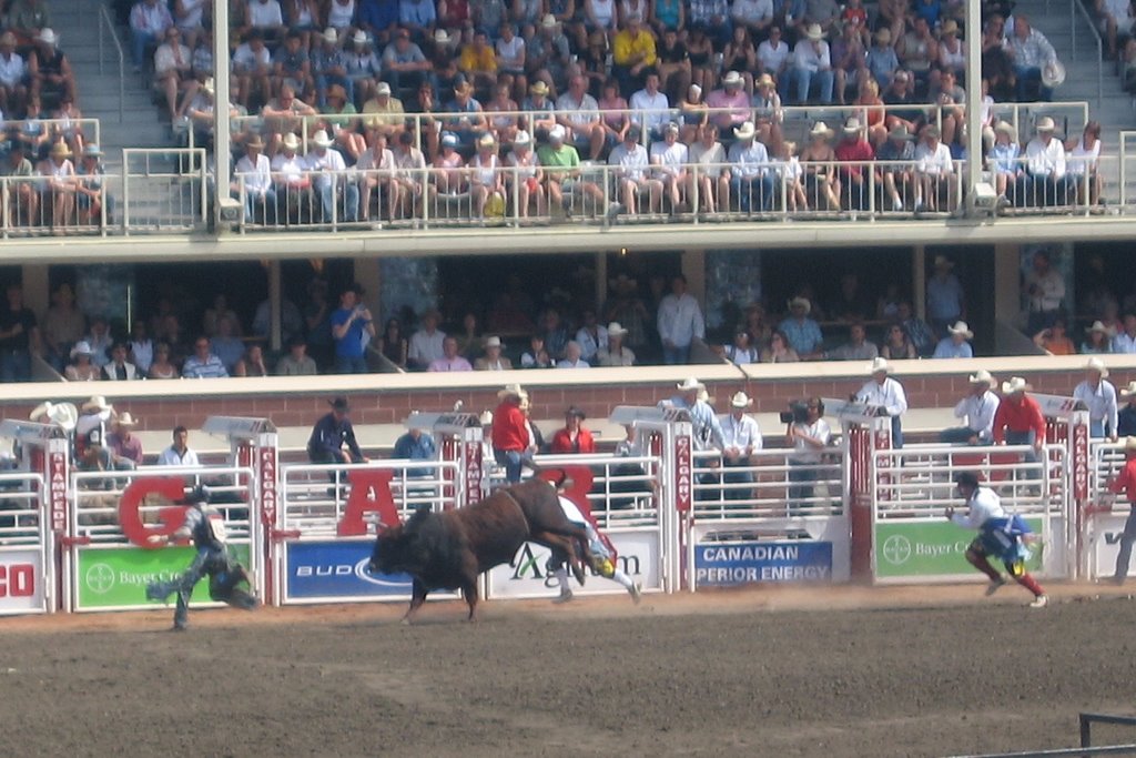 Calgary Stampede - Charging Bull