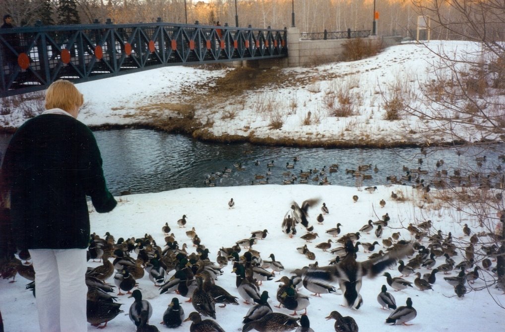 Birds