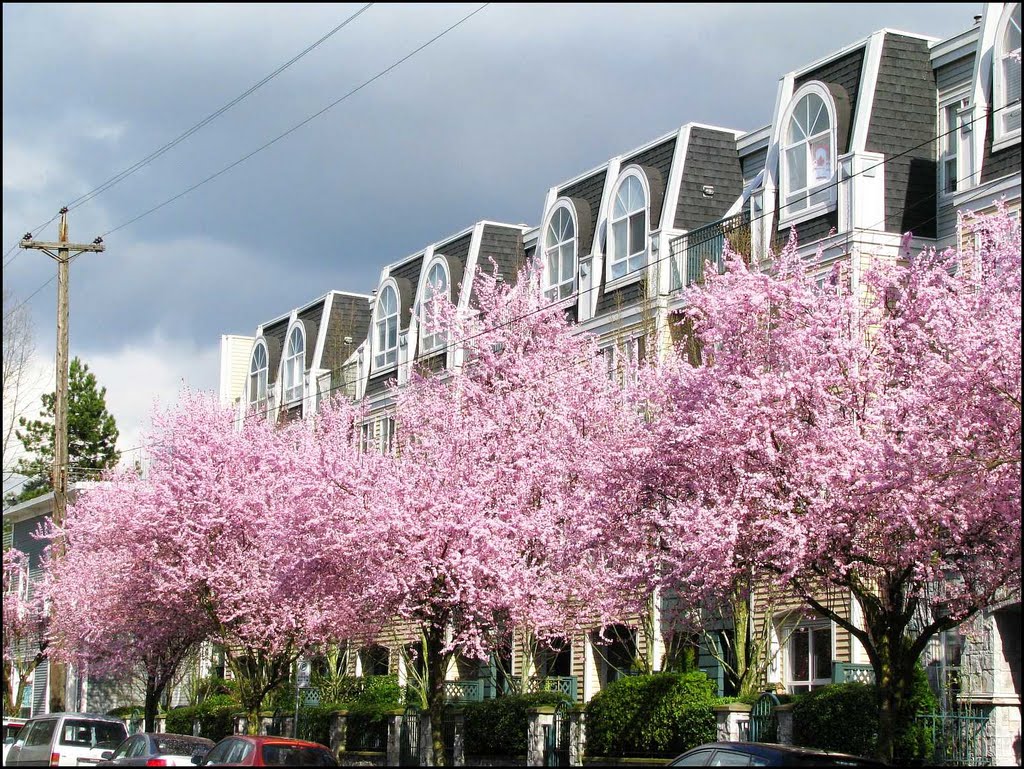 Plums on Heather Street (CONTEST)