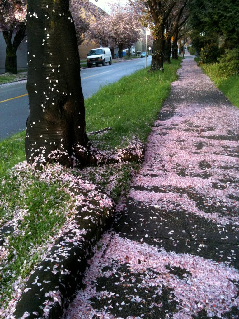 The street has a carpet.