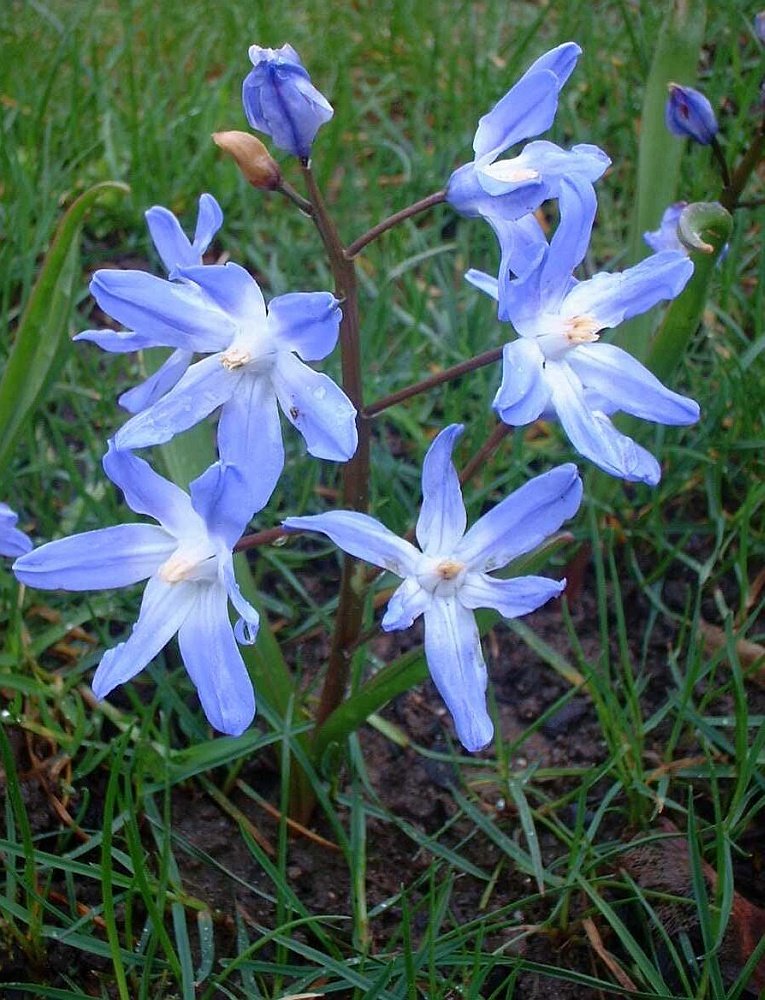 Glory-of-the-snow; Chionodoxa forbesii
