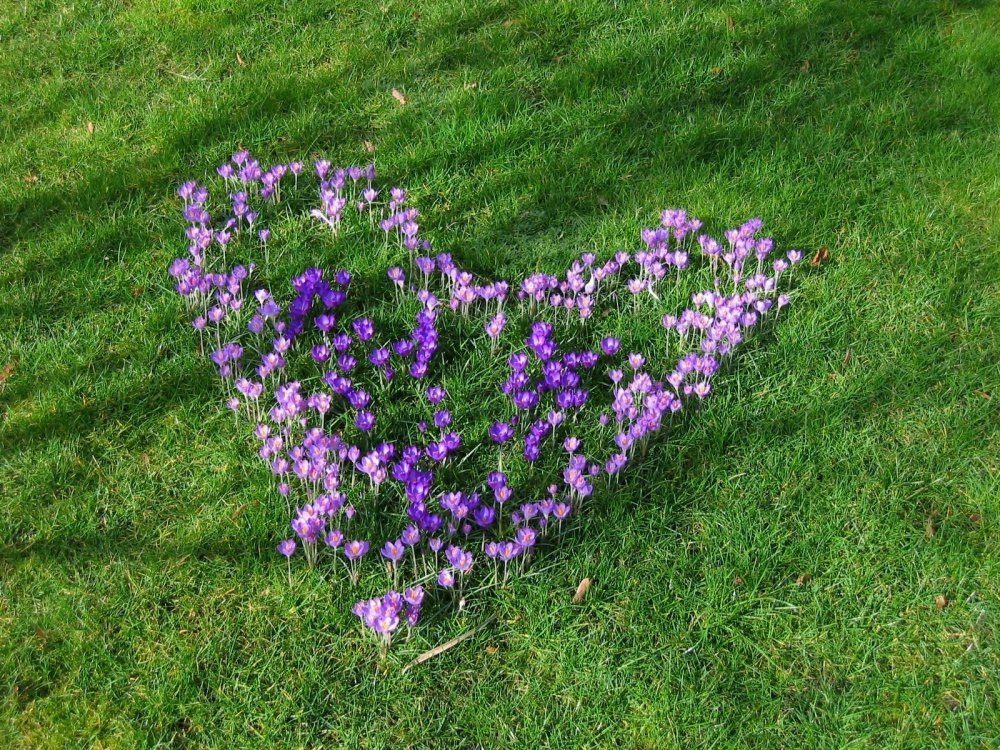 In spring, our fancy turns to ... Crocus tommasinianus