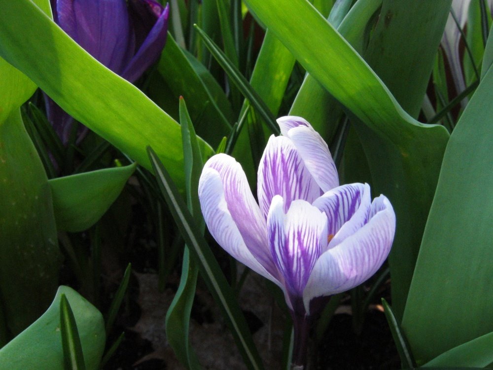 Striped Crocus Pickwick