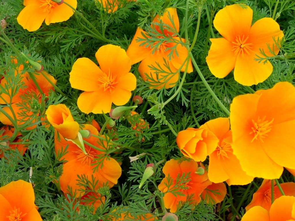 California Poppies
