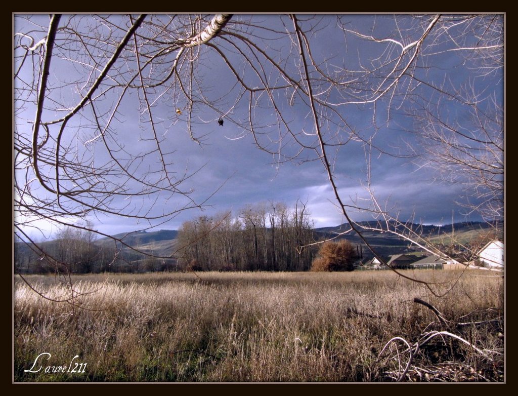 Heron grove in Vernon, B.C.